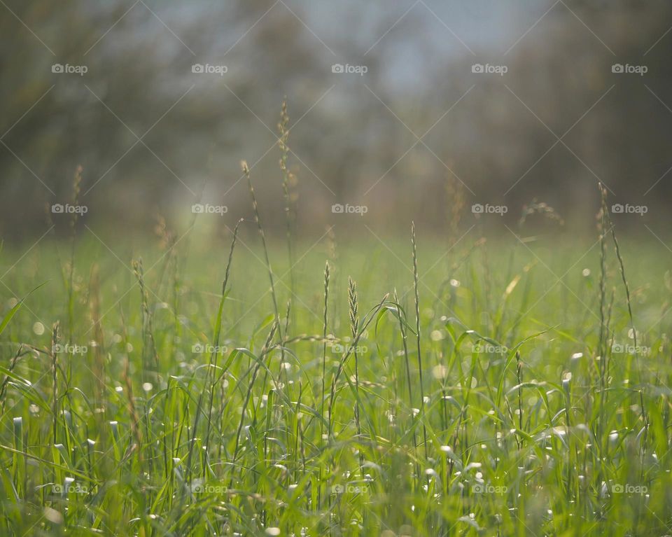 Close-up of meadow