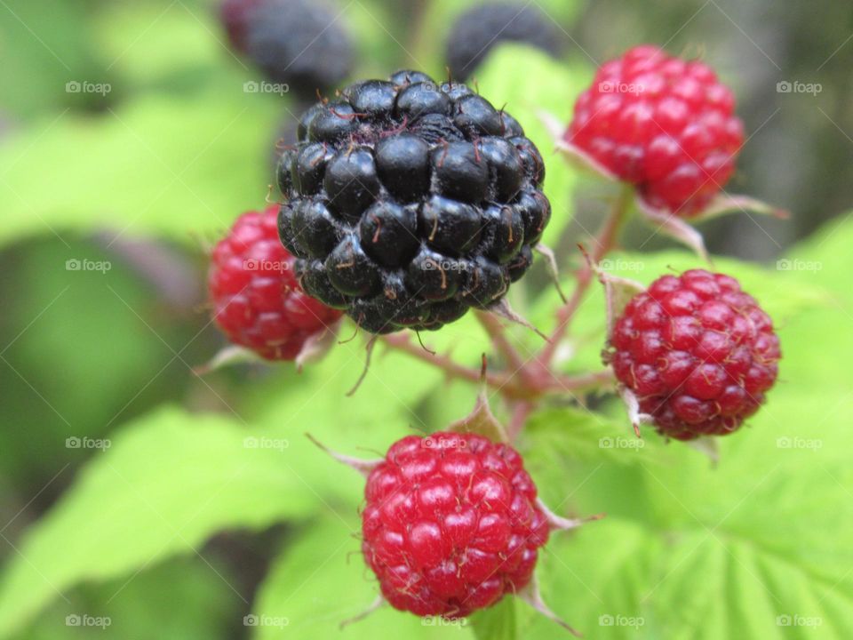 blackberry, berry from the forest