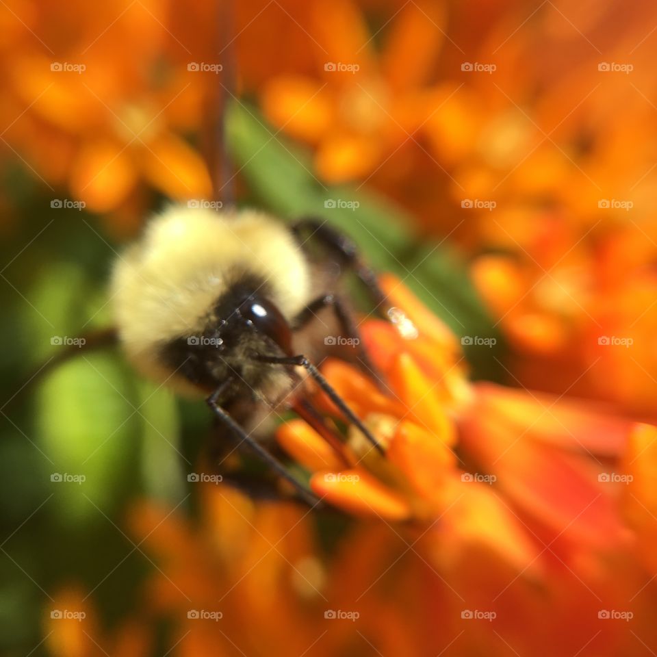 Bumblebee busy on orange flowers 