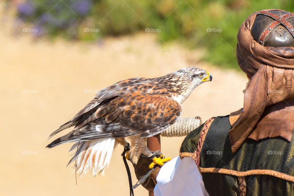 Bird of prey perched on a falconers glove.