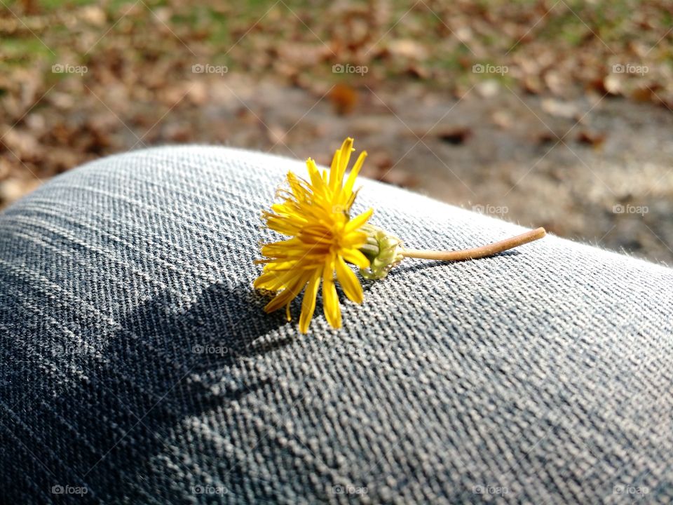 Dandelions from a child