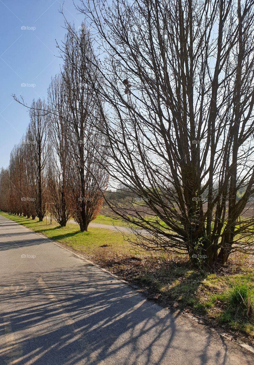 The shadow of the trees