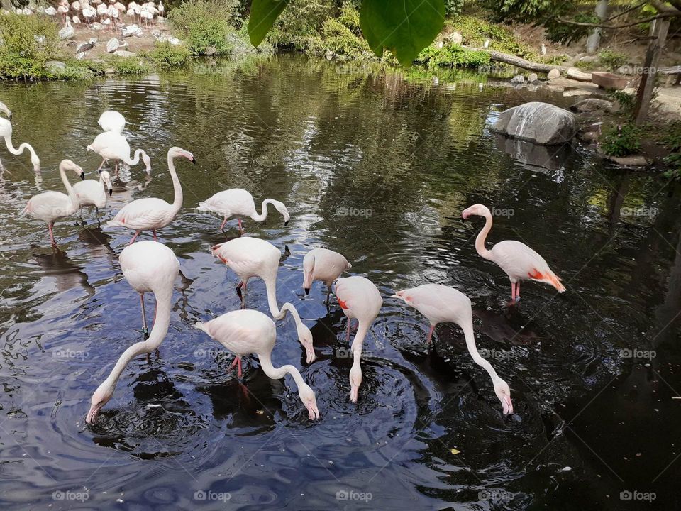 flamingo birds