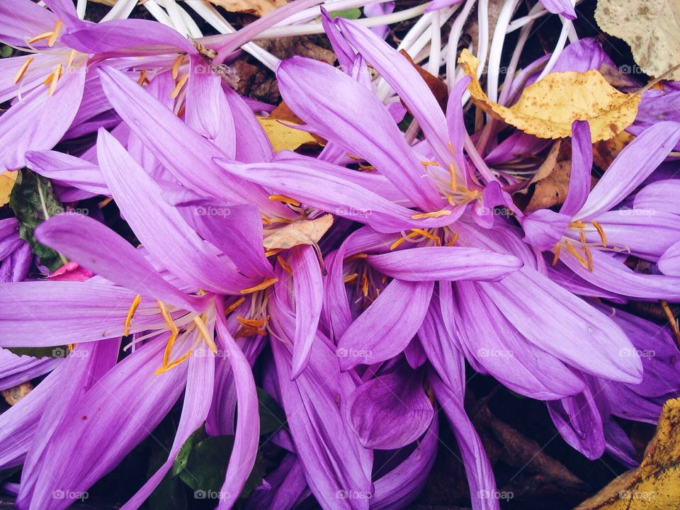 violet flowers