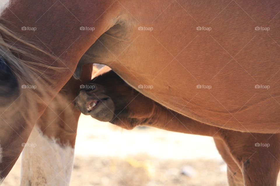 American mustang wild horse baby foal nursing from its mother in springtime Nevada high Sierra Virginia ranges 