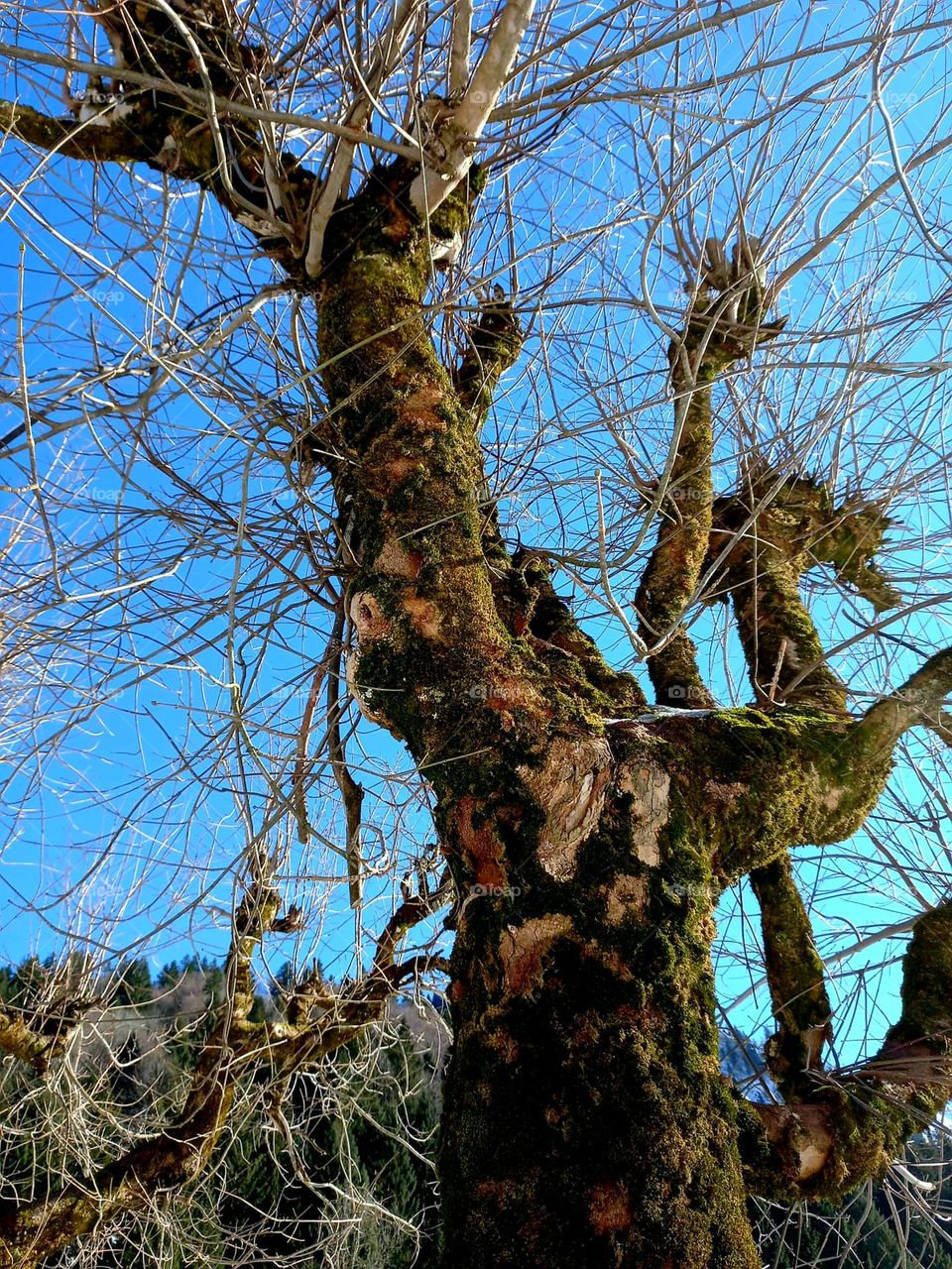 Winter Tree Against Blue Sky