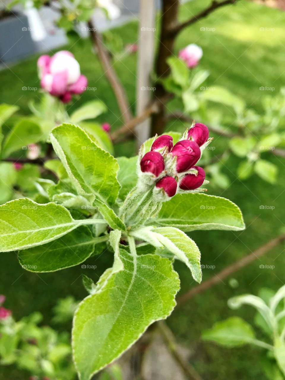 Pink apple flower on the apple tree 