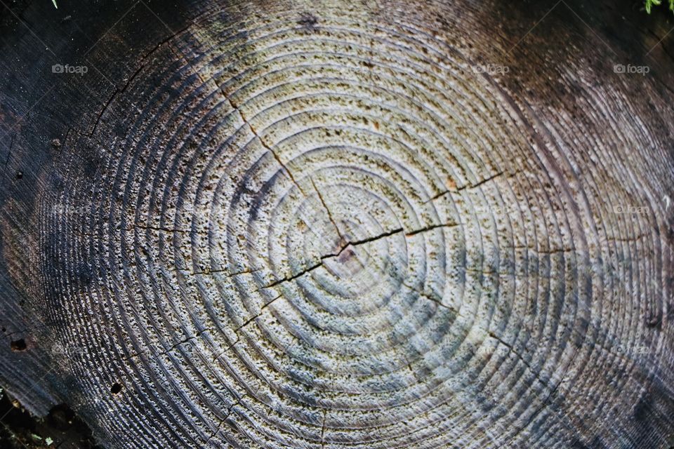 How old was this tree? Tree trunk cut , closeup 