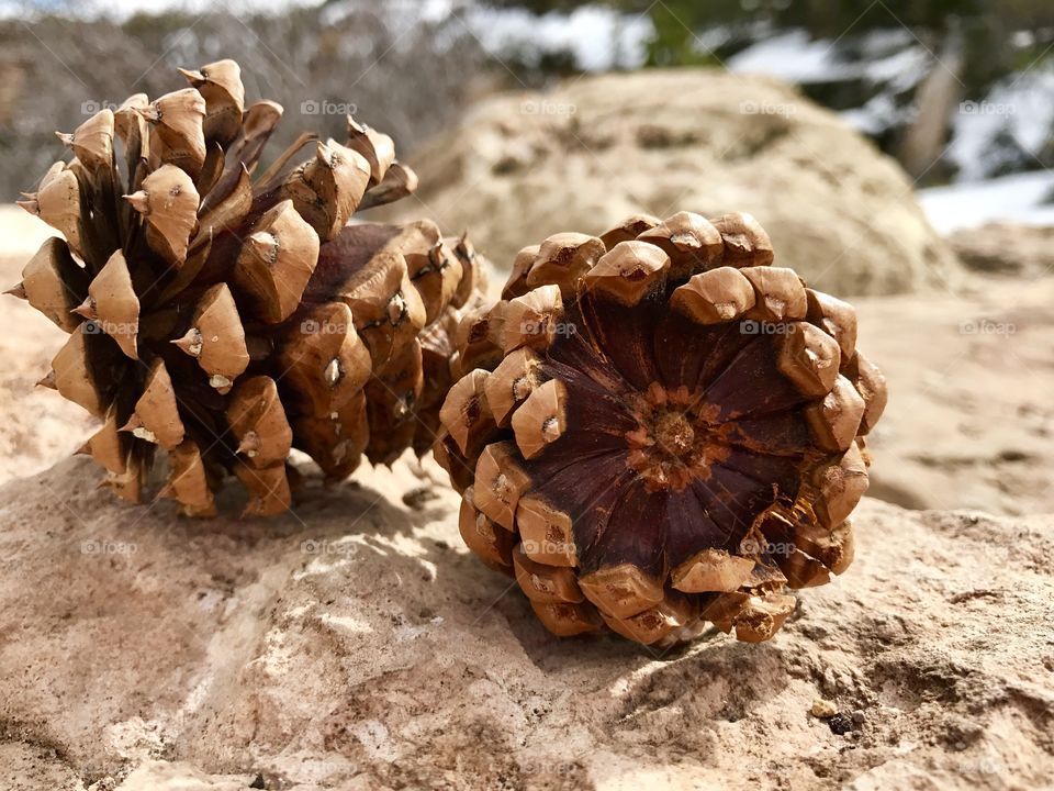 Pine Cones on Rock