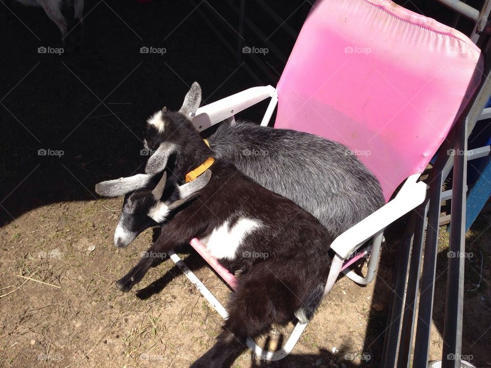 Goats on a summer day