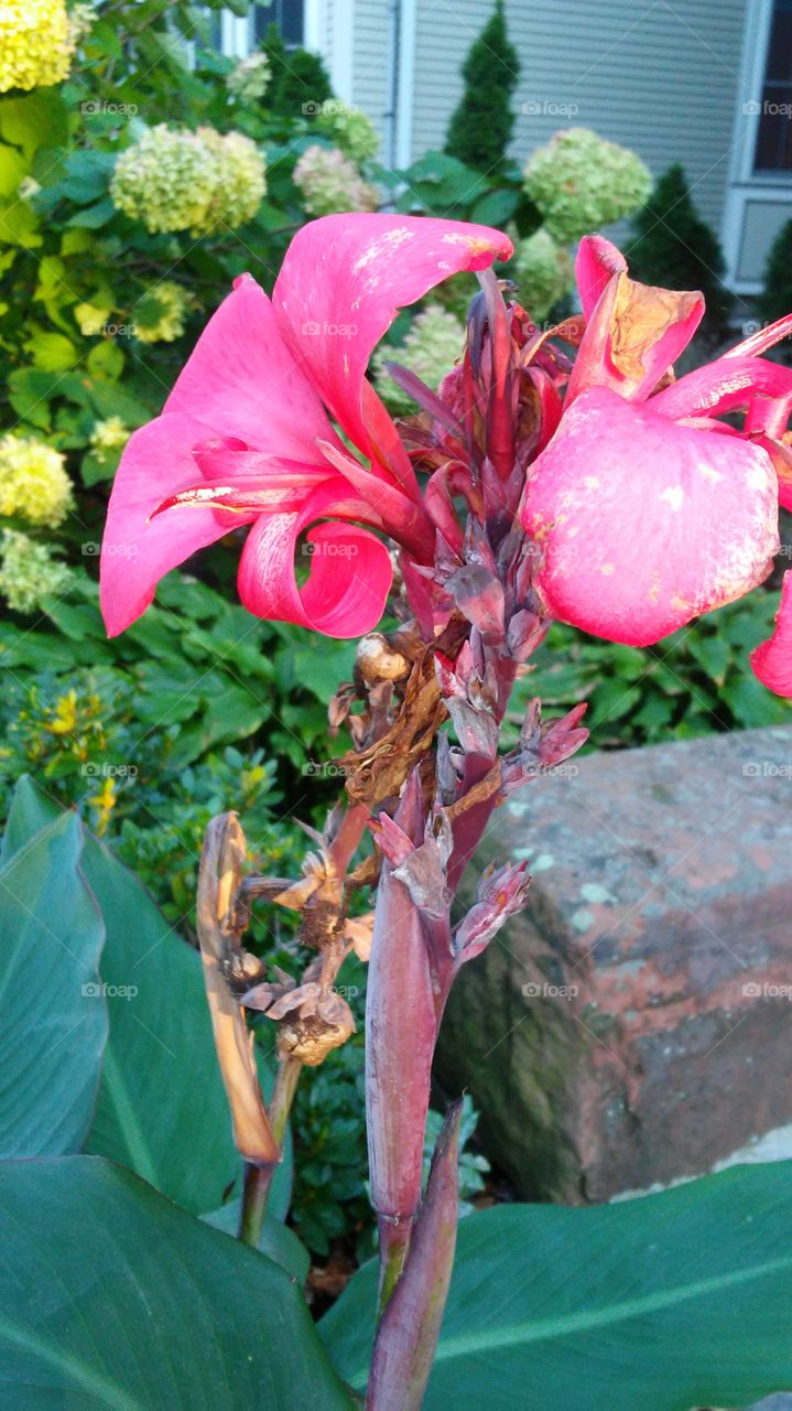 Flower, Nature, Leaf, Flora, No Person