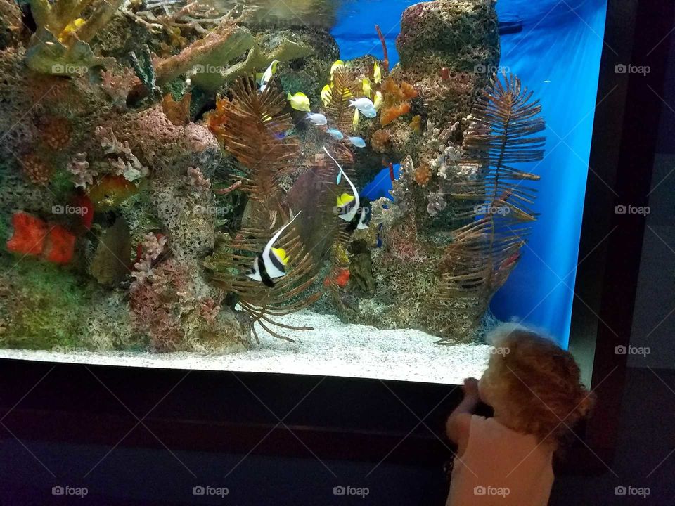 aquarium