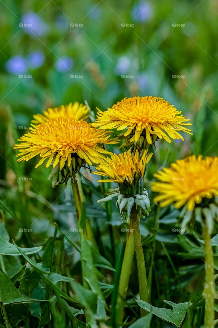 dandelions flowers