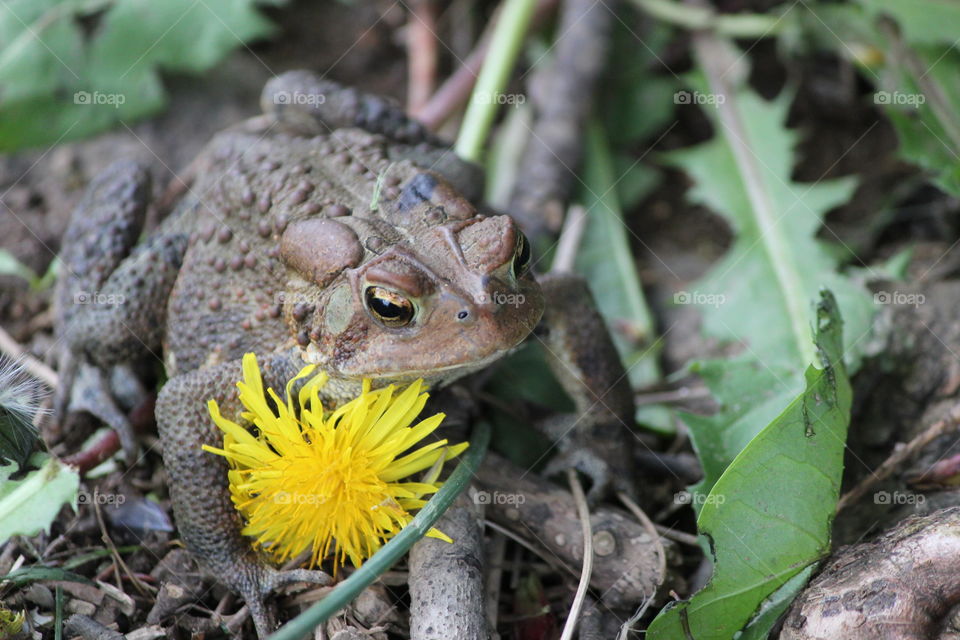 mr toad