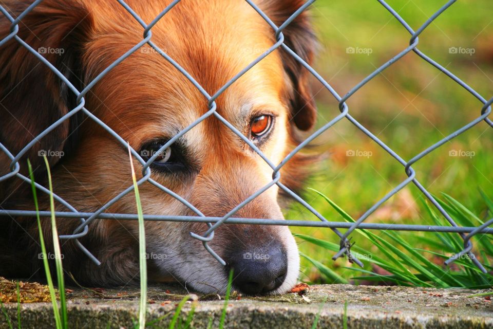 "It's sad to live in the cage. Please let me out!"

Everyone needs space to be happy!