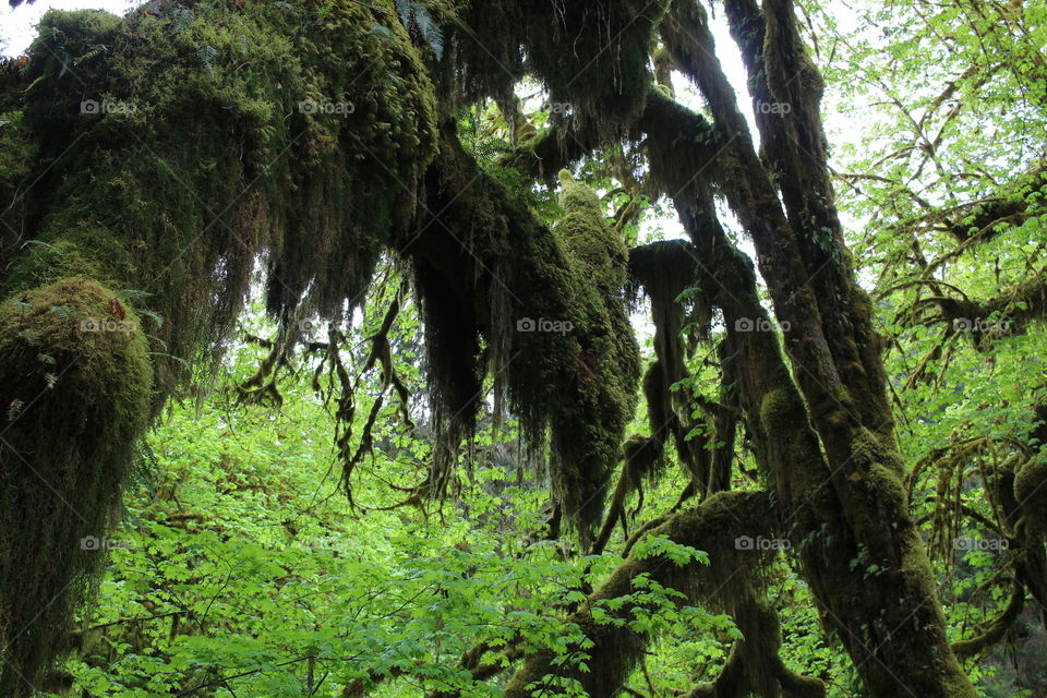 Moss in the Hall of Mosses, Hoh Rainforest. 