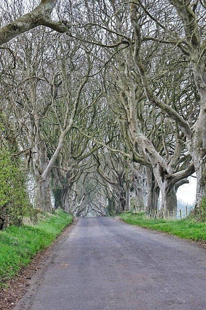 Magic Forrest Ireland