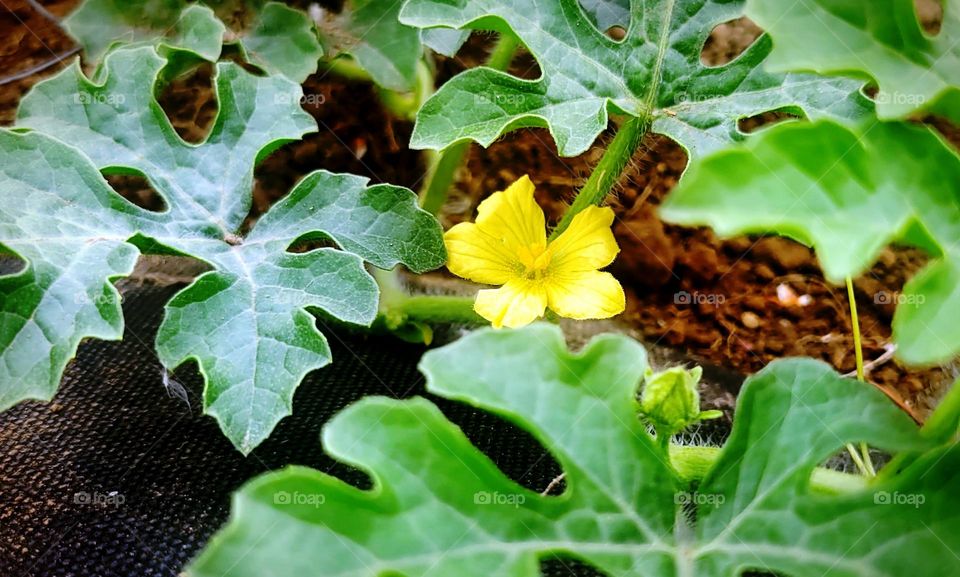 watermelon flower
