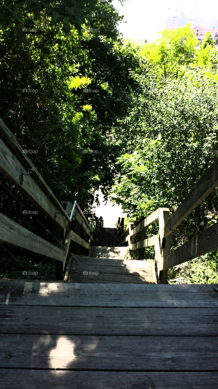 Steep Wooden Stairs. Leafy Surround