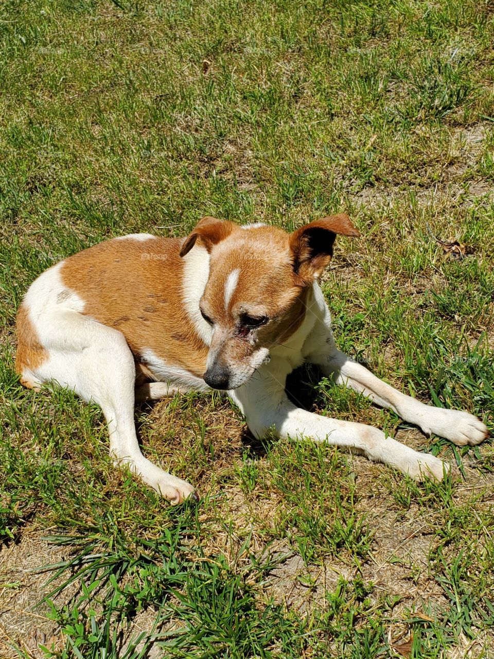 dog basking in the sun