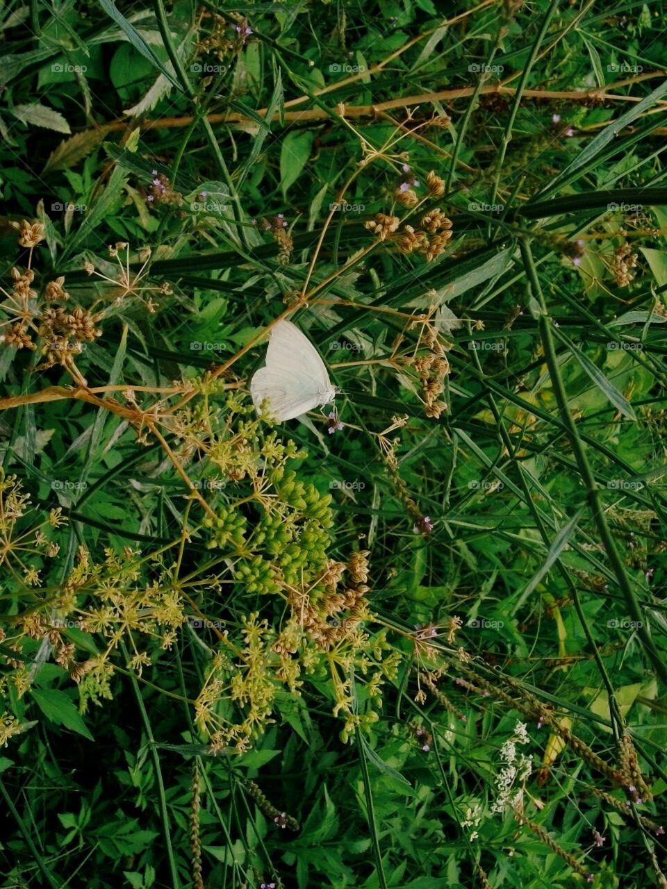 Una mariposa es un insecto volador con un pequeño cuerpo y unas grandes alas, a menudo coloridas. Algunos jardineros plantan flores específicas que atraen a las mariposas. Las mariposas están estrechamente relacionadas con las polillas