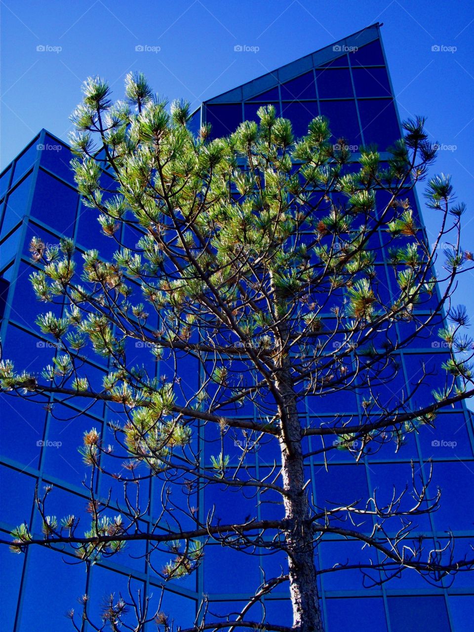 Modern architecture and nature working together