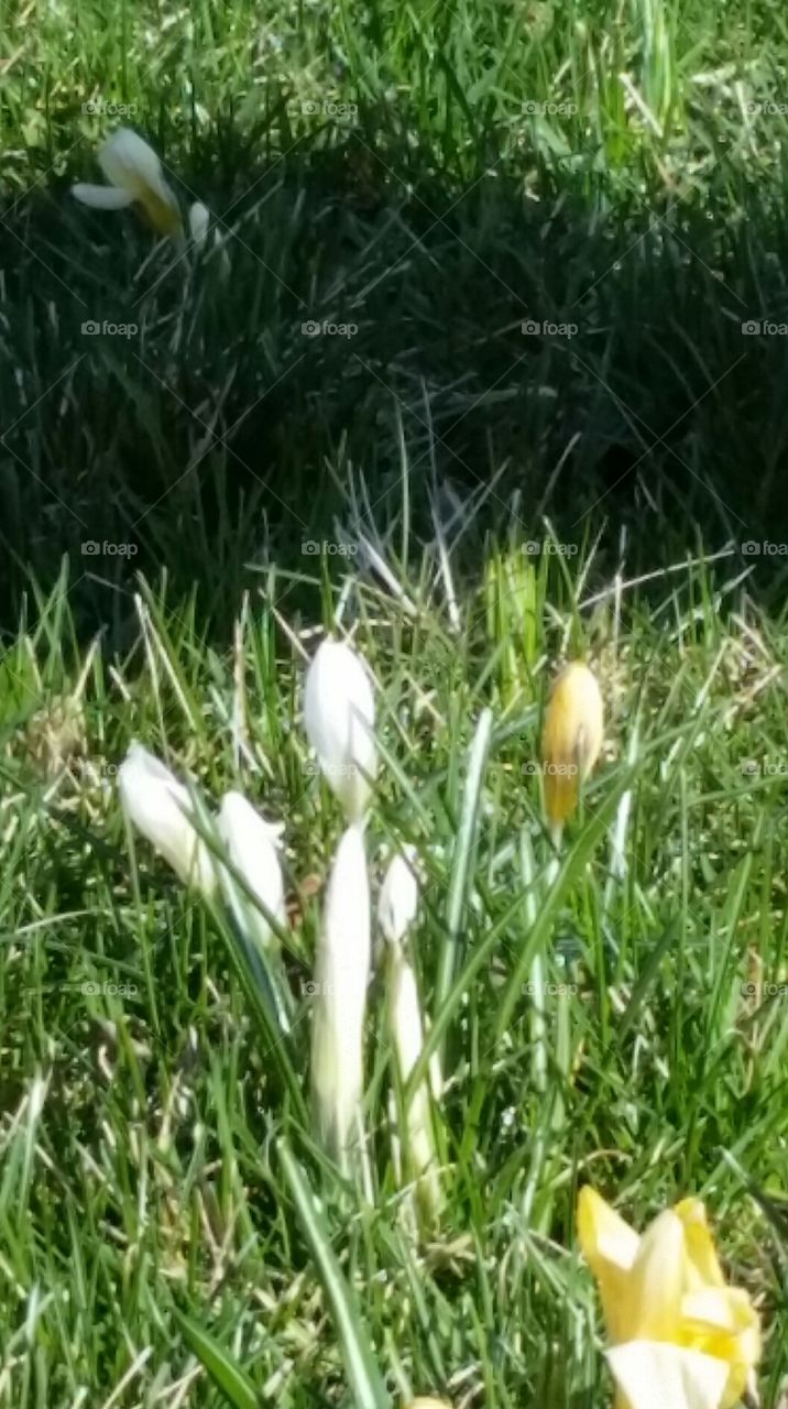 White flowers, dark shadow