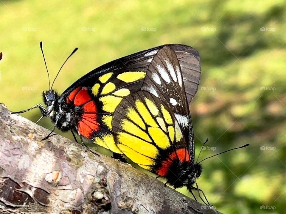 Beautiful and colourful butterfly