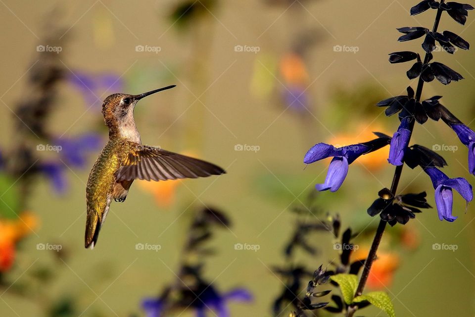 hummingbird in flight