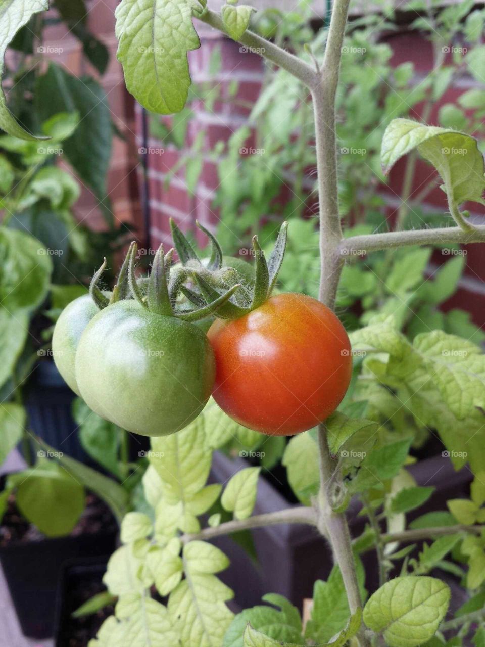 organic tomatos!