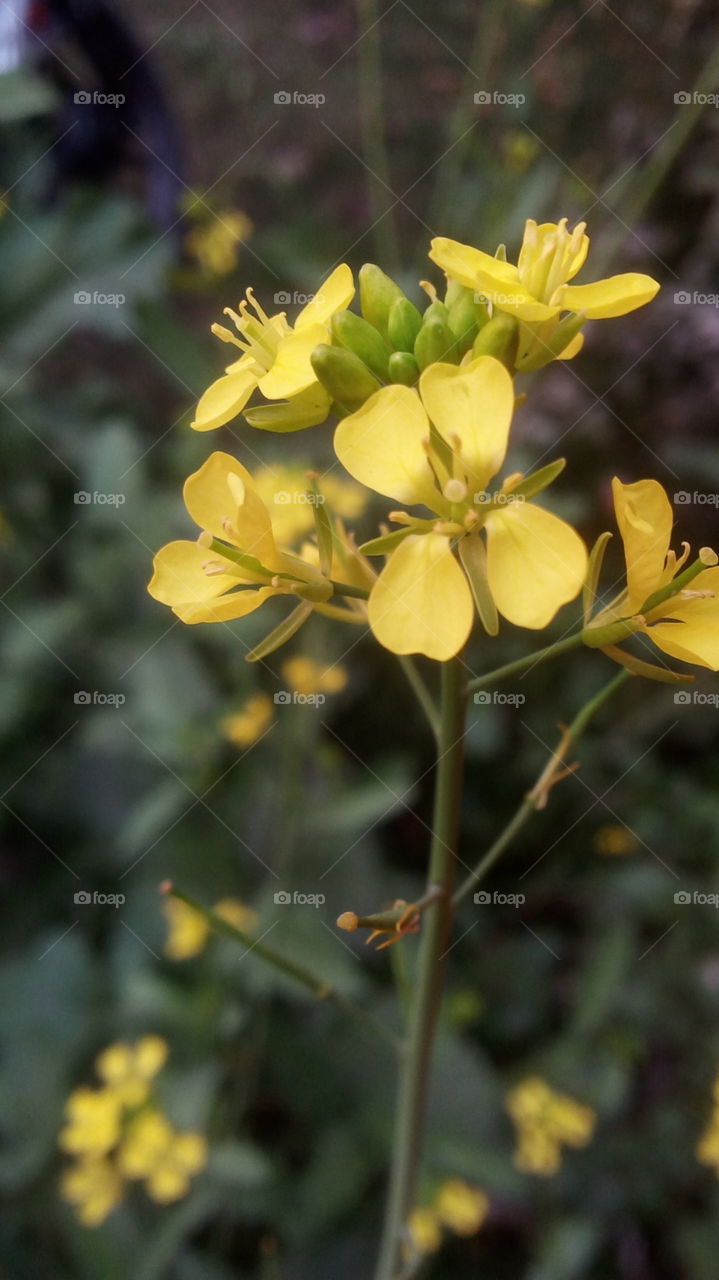 Mustard Flowers....