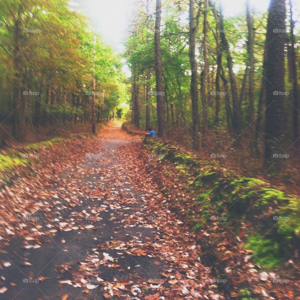 Autumn Path