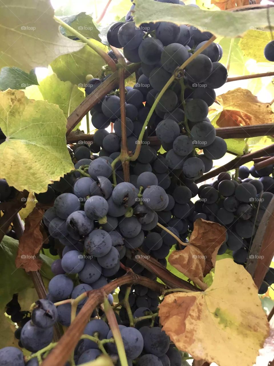 Dusty Purple Grapes. Juicy Fruit. Delicious.