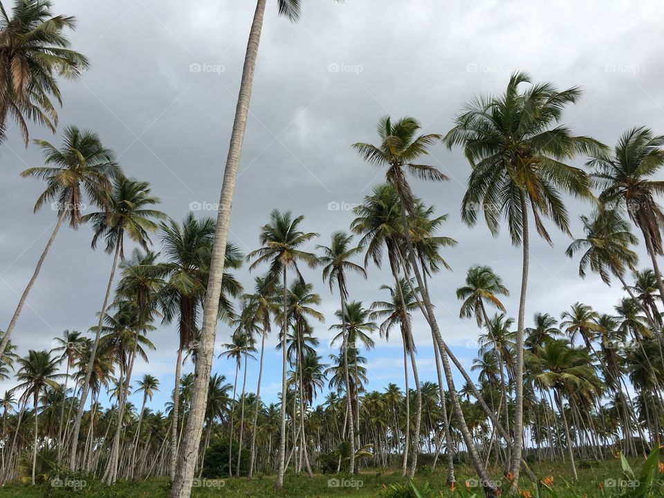 #island#life#coconut#trees#clouds#greenery#plants#