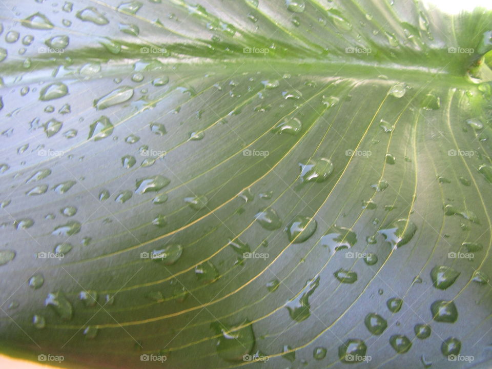 raindrops on leaf