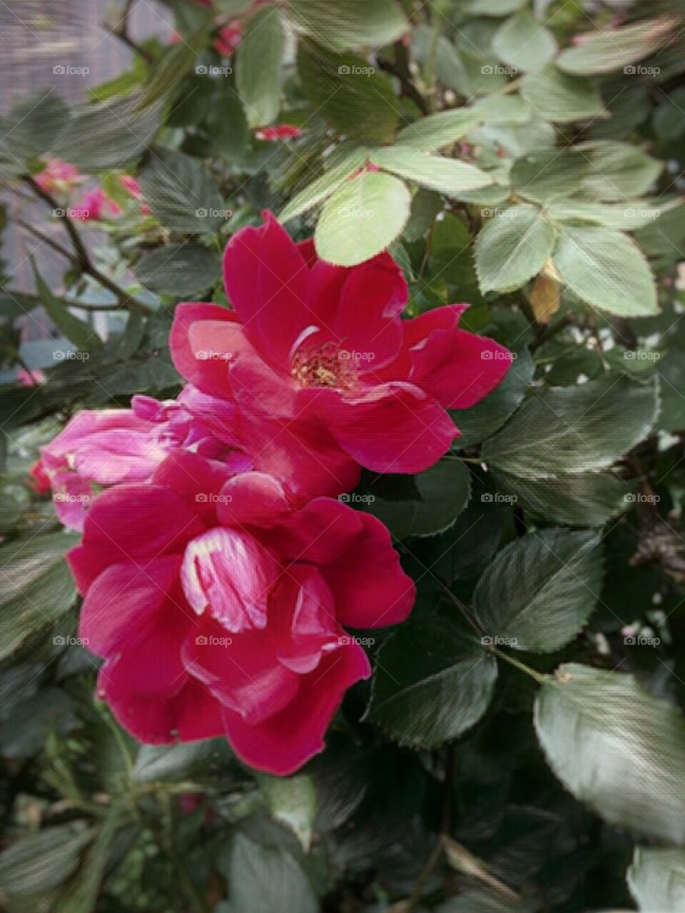 Red Roses - Dewitt Clinton Park, Manhattan , New York City. Instagram,@PennyPeronto