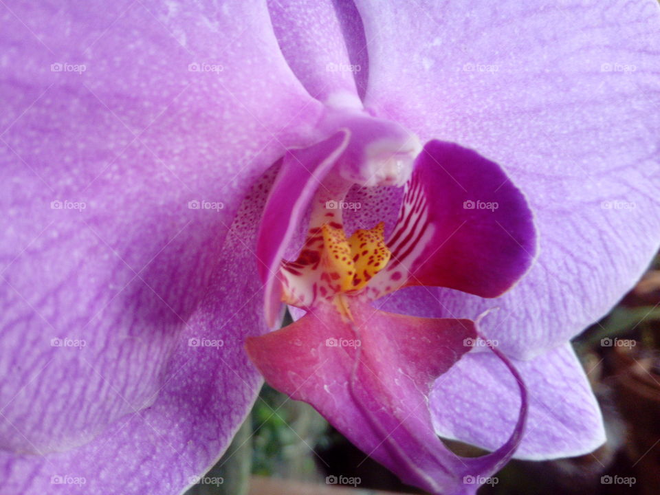 Macro of Orchid