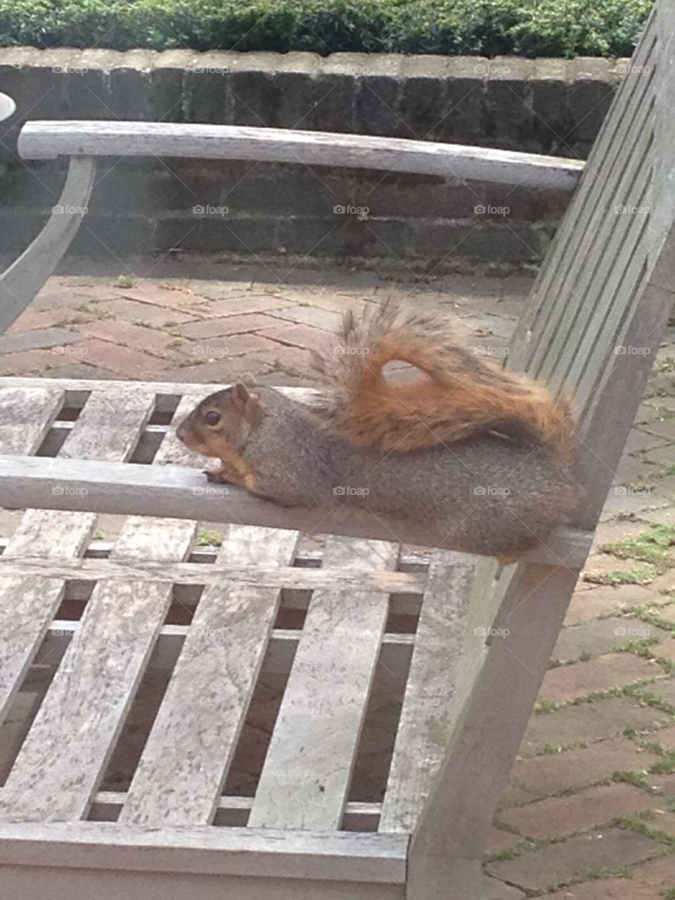 What is this squirrel doing??