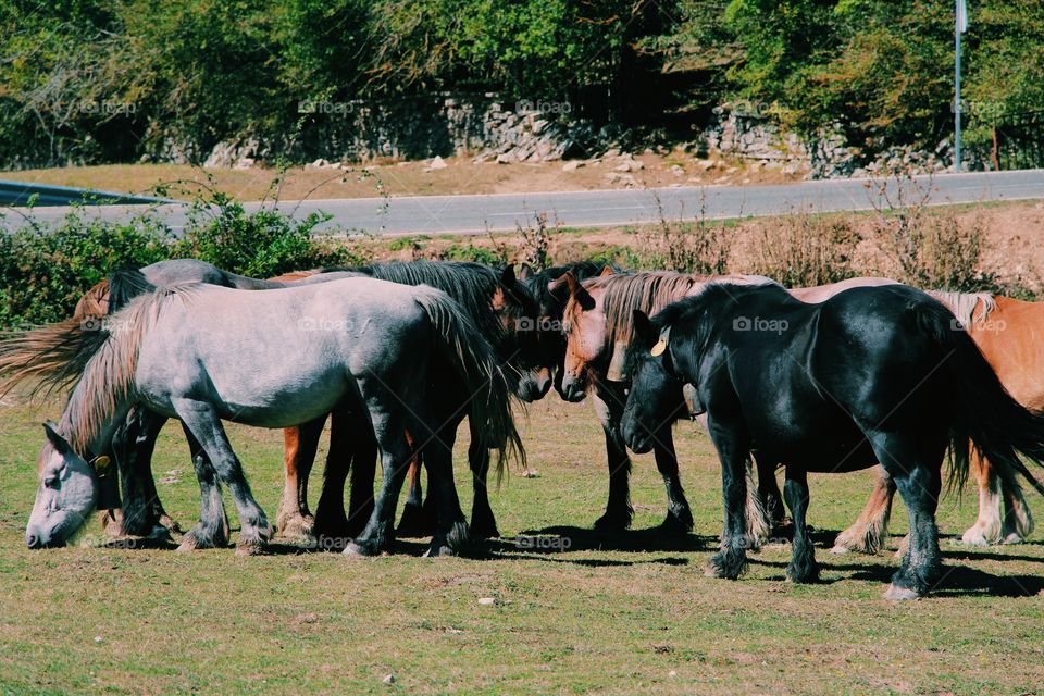 Horses in the Mountain