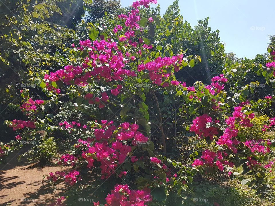 Flowers with spring name.