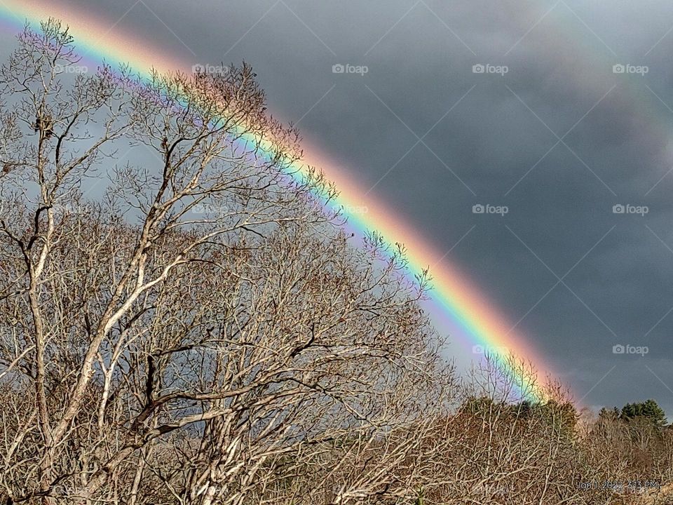 Double Rainbows Over the Woods