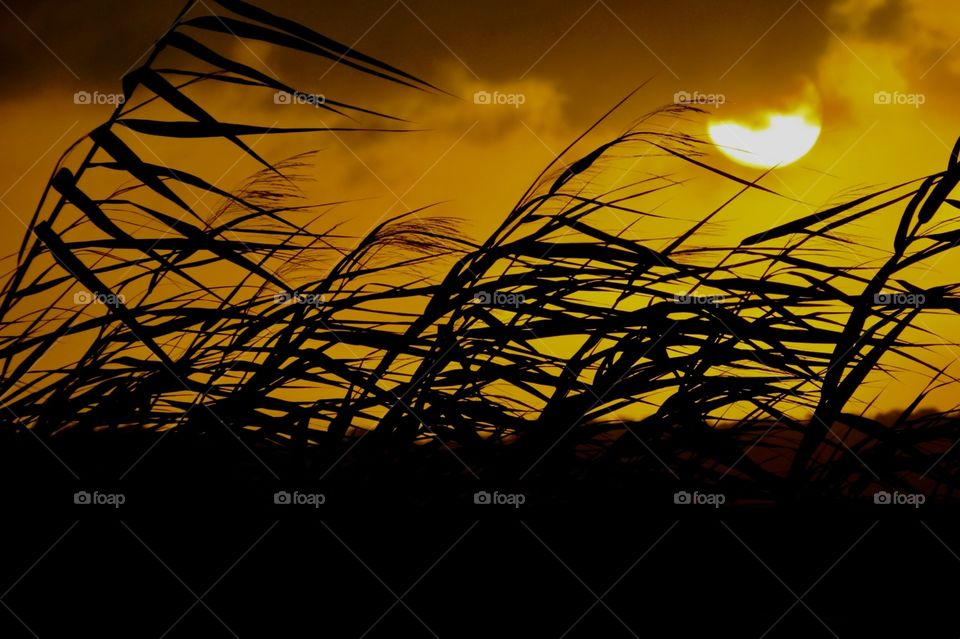 Sunrise through high grasses