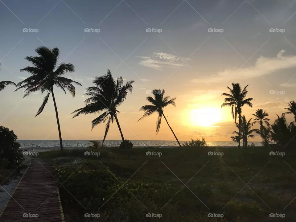 🌴