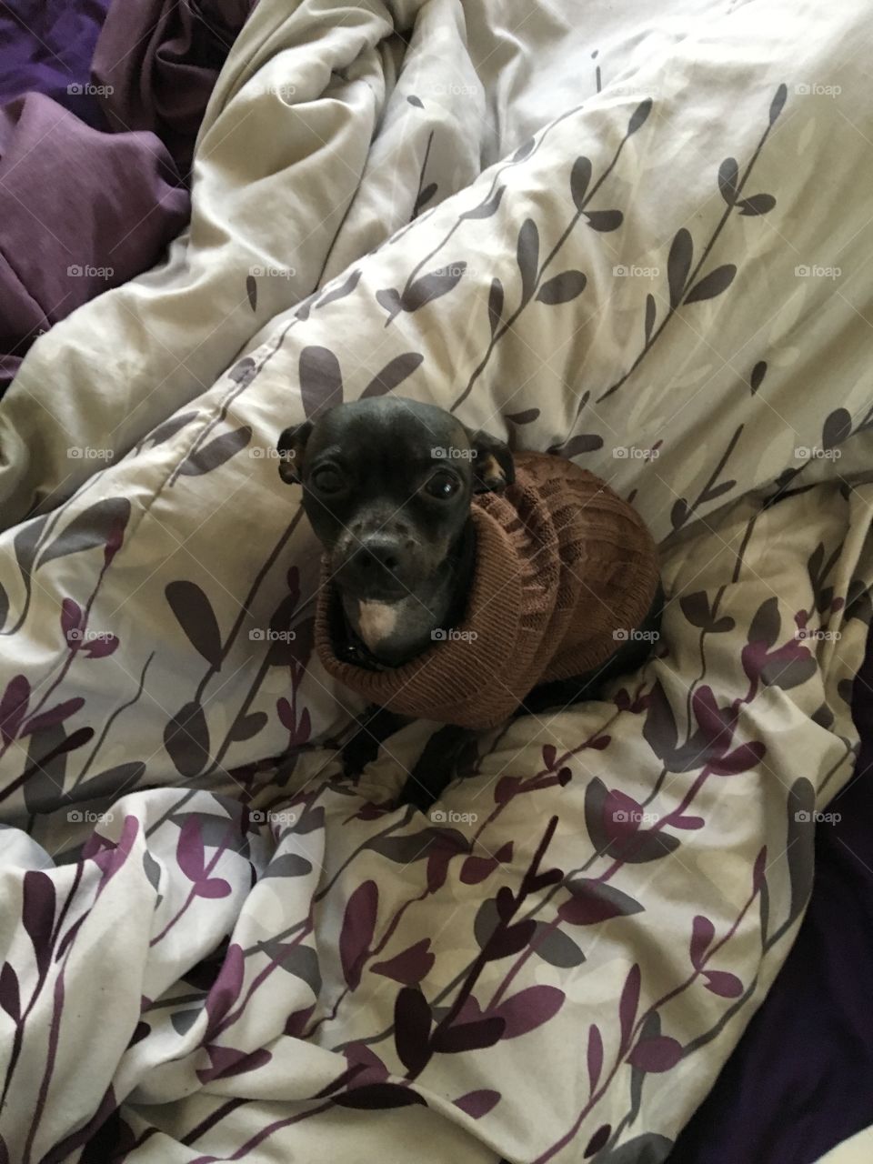 Black chihuahua in a brown sweater 