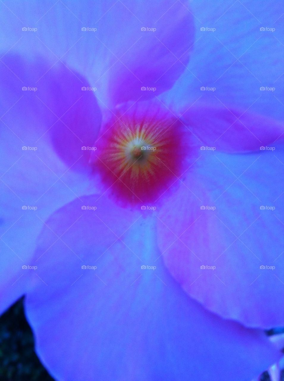 Exquisite Flower Closeup