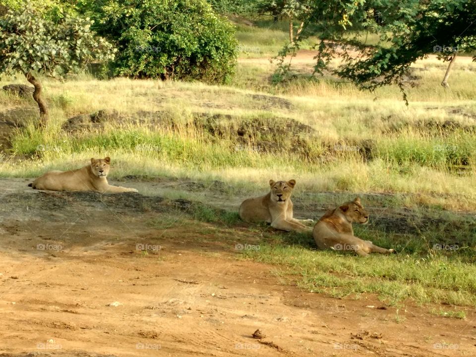 Lion Gujarat