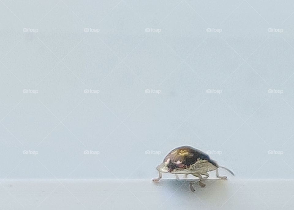Little beetle guest outside the window