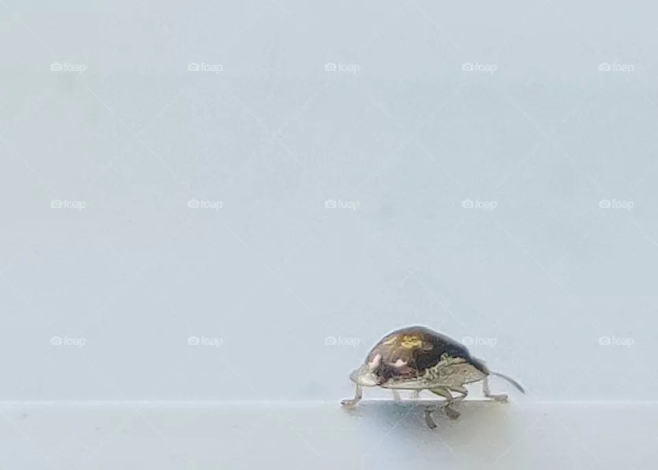 Little beetle guest outside the window