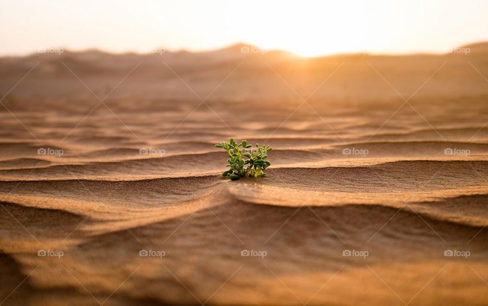 Desert