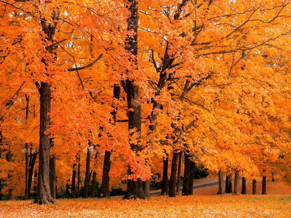 Amazing Leaf Fall wallpapers